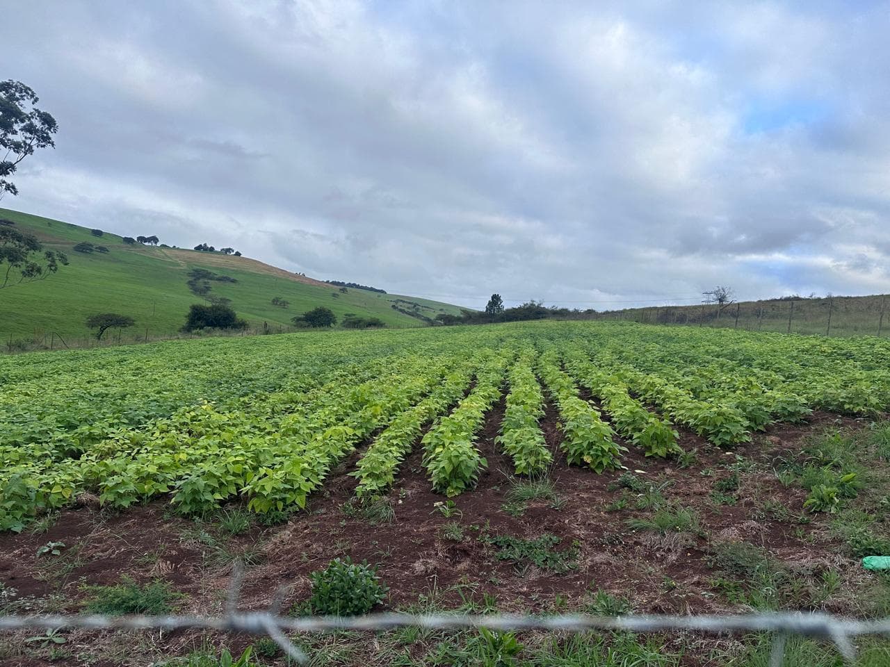 Heleza Farm photo collection, photograph 3