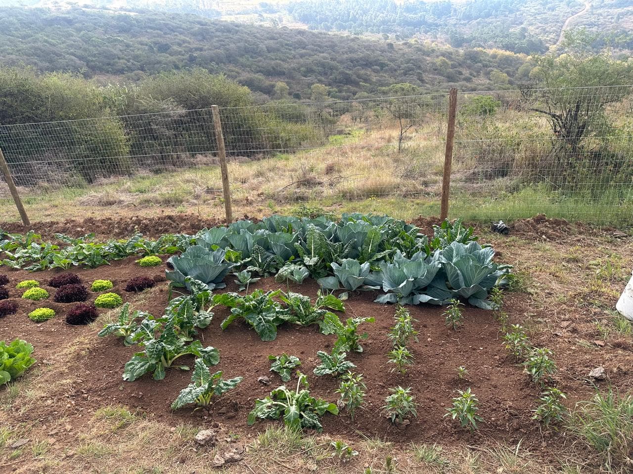 Heleza Farm photo collection, photograph 5